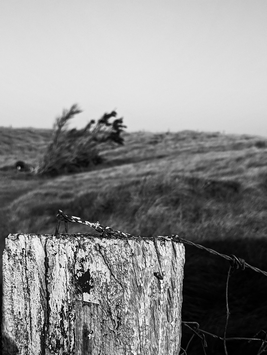 Sven Teuber – Normandie 2025, Windgepeitschter Baum in den Dünen