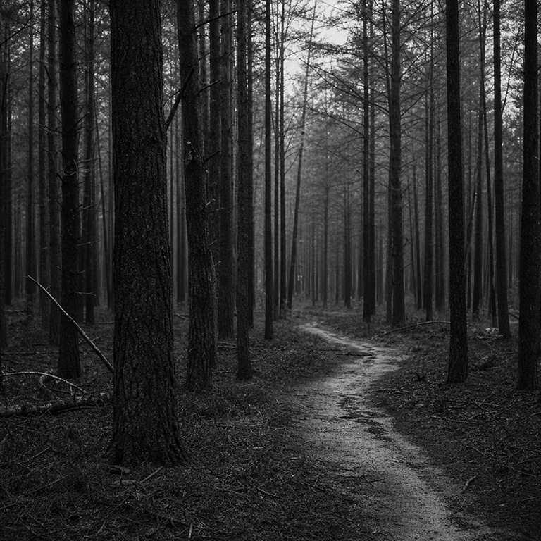 Rostocker Heide