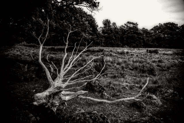 Sven Teuber – Coast of Sweden, Verwittertes Totholz in den Dünen