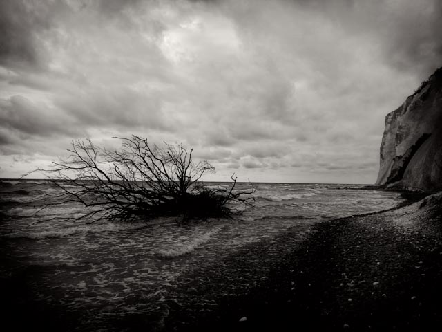Sven Teuber – Coast of Sweden, Filigrane Birke am Ufer